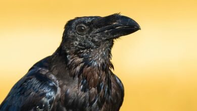 caller profile lookup request