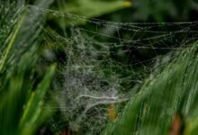 online growth web model