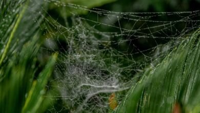 online growth web model